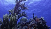 An underwater coral reef