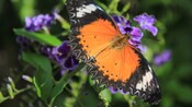 A butterfly on a flowering plant