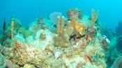A coral reef formed on the remains of a sunken ship