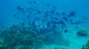Un banco de peces tropicales que nadan en el mar