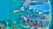 6 little kids gaze at the floor of an aquarium as a shark glides near the surface