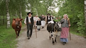 A group of people dressed in historical attire walk down a path with cows