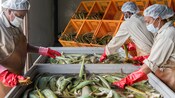 Workers washing aloe vera plants