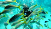 A scuba diver explores the ocean amid schools of tropical fish