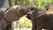 elephant tour disney world