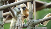 Small gibbons climb on a structure near the Kali River Rapids and the Maharajah Jungle Trek