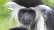 White Colobus Monkey calmly sitting in the midst of a lush tropical forest