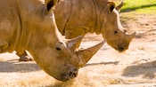 Close-up of 2 rhinos grazing on dried grass