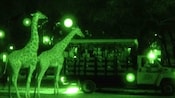 Giraffes illuminated by night vision goggles as Guests look on from their open-sided safari vehicle