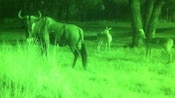 A wildebeest illuminated by night vision goggles at a Disney’s Animal Kingdom Night Safari excursion