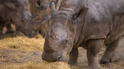 A rhinoceros displays its 2 horns on its nose as it dips its head low to eat some hay