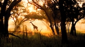Two giraffes graze in the morning sun at Disney's Animal Kingdom Lodge