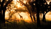 Two giraffes graze in the morning sun at Disney's Animal Kingdom Lodge
