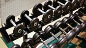 Rows of free weights at the Ship Shape Health Club at Disney's Beach Club Resort