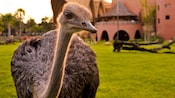 Um avestruz curioso observa na savana do Disney's Animal Kingdom Villa – Jambo House