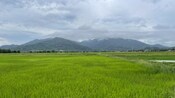 A paddy field and a mountain range in Langkawi, Malaysia