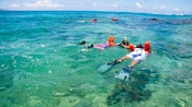 Personas practicando esnórquel mientras flotan boca abajo en aguas poco profundas