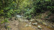 Um riacho rochoso com água corrente atravessando a vegetação da mata em Tortola, Ilhas Virgens Britânicas