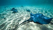 Rayas nadando cerca de la arena del fondo del océano con peces cerca.