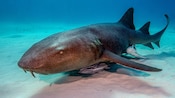 A nurse shark resting on a sandy sea floor
