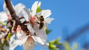 Una abeja polinizando una flor