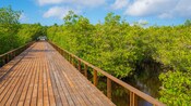 A wooden walkway over water with trees in Cozumel, Mexico