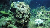 An aquarium tank with tropical fish and coral