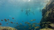 Five people snorkeling near a school of fish and rocky reefs