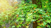 Bright butterflies fluttering around leaves on a tree branch