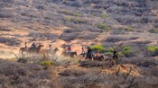 Ocho Huéspedes cabalgando por el escarpado desierto cerca de Cabo San Lucas, México