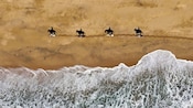 Aerial view of 4 Guests horseback riding on a beach in Cabo San Lucas, Mexico