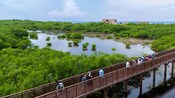 Guests walking a bridge above a muddy lagoon and mangroves in Cozumel, Mexico