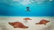A snorkeler swimming over 3 cushion sea stars on the ocean floor at Kuza Beach Park