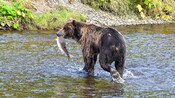 A bear holding a salmon in its mouth while fishing at the Spasski River Valley in Icy Strait, Alaska