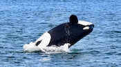 An orca breaching out of the waters of Point Adolphus in Icy Strait Point, Alaska