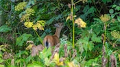 A young deer feeding on foliage at Hoonah Mountain in Icy Strait, Alaska