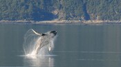 A humpback whale breaching in calm water near a forested shoreline