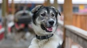 A sled dog in an outdoor enclosure