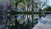 Leafy trees and bare branches surrounding a still pond in a park with buildings in the background