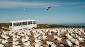 A Gannet Safaris Overland bus driving by a gannet colony at Cape Kidnappers in Hawke's Bay, New Zealand