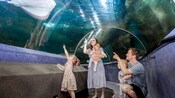 A couple with 3 young children pointing at a stingray swimming above them in an aquarium tunnel