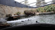 A group of penguins swimming in their habitat at the National Aquarium of New Zealand