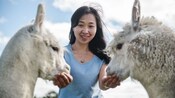 A woman feeding 2 alpacas from her hands