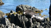 A fur seal resting on some rocks by the sea