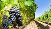 Racimos de uvas colgando de una parra en un viñedo