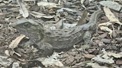 A tuatara resting on a bed of dry leaves and small rocks