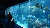 Silhouettes of an adult and a child walking past a large aquarium exhibit filled with fish and coral