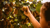 A person reaching out to pick a kiwi from a vine