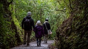 Four Guests wearing jackets and knit hats walk along a wooded trail surrounded by tall greenery