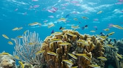 A school of fish swimming near a coral reef in Cozumel, Mexico